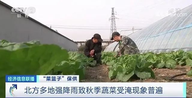 全国蔬菜价格环比上涨16%，蔬菜配送公司如何应对呢？